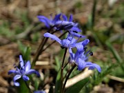13 Fiori di Scilla bifolia